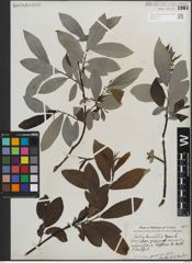 Foto von Salix humilis Marshall